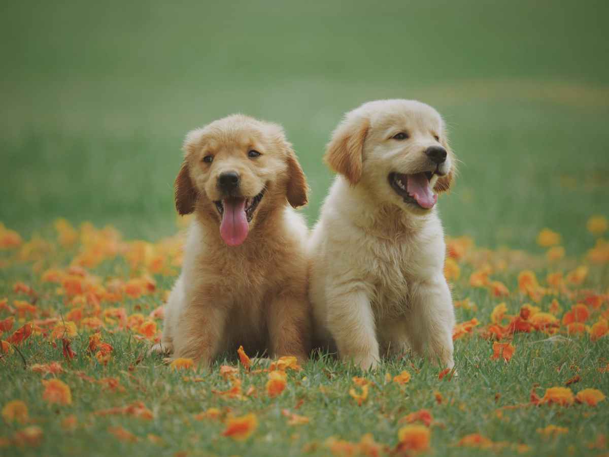 How Much Do Golden Retriever Puppies&nbsp;Sleep?