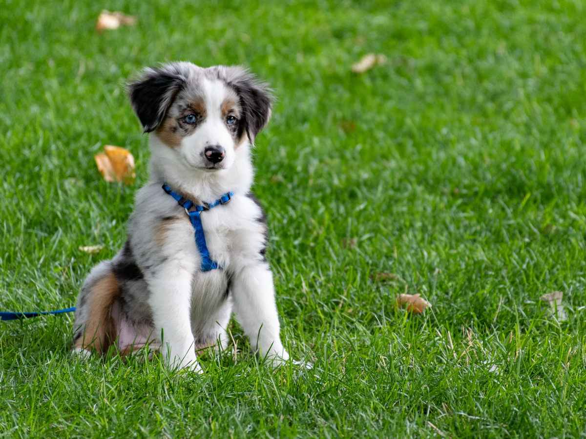 How Long After Eating Should I Take My Puppy&nbsp;Out