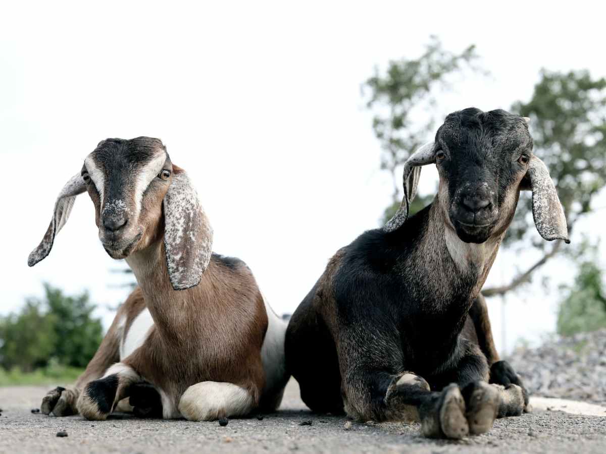 Why Do Goats&nbsp;Kneel?