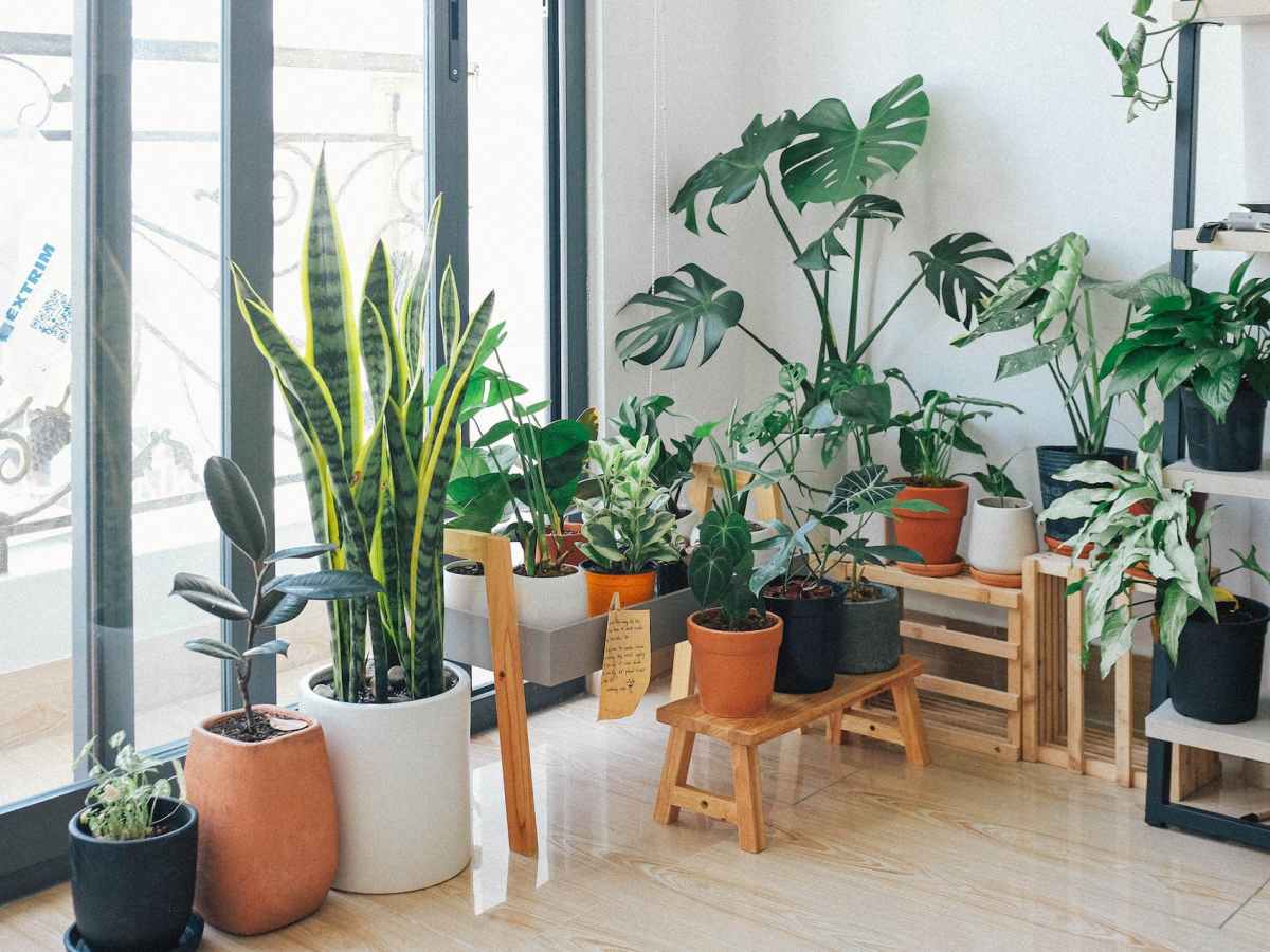 9 Best Indoor&nbsp;Plants