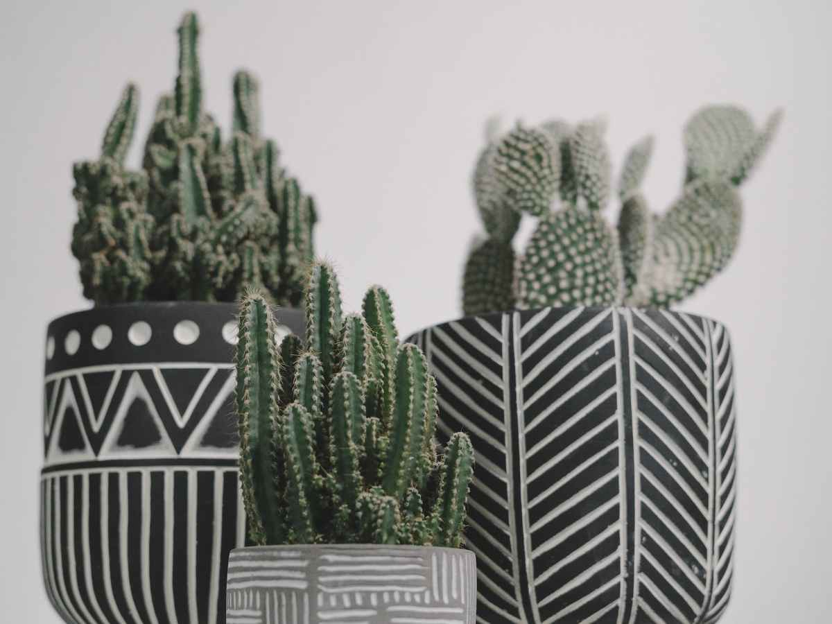 Can You Propagate Cactus From Cactus&nbsp;Pads?