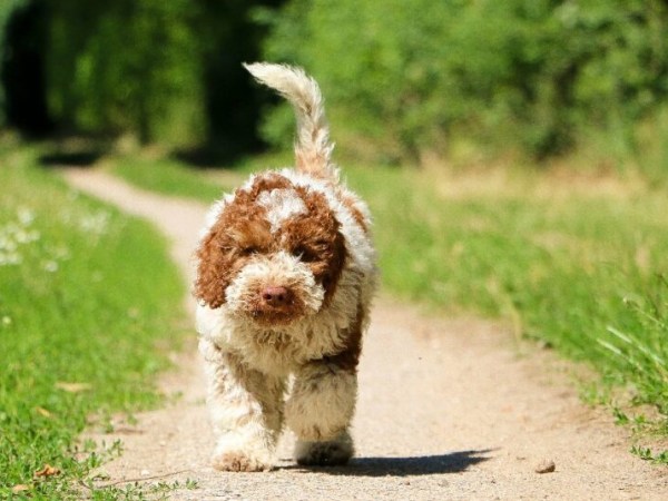 How Much Are Lagotto Romagnolo&nbsp;Puppies?